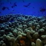 Fuhikubo ta presentá: un dokumentario di koralnan